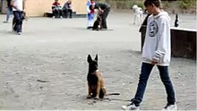 Tu Malinois te obedece?