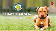 Antes de tener un Pitbull Mira Esto