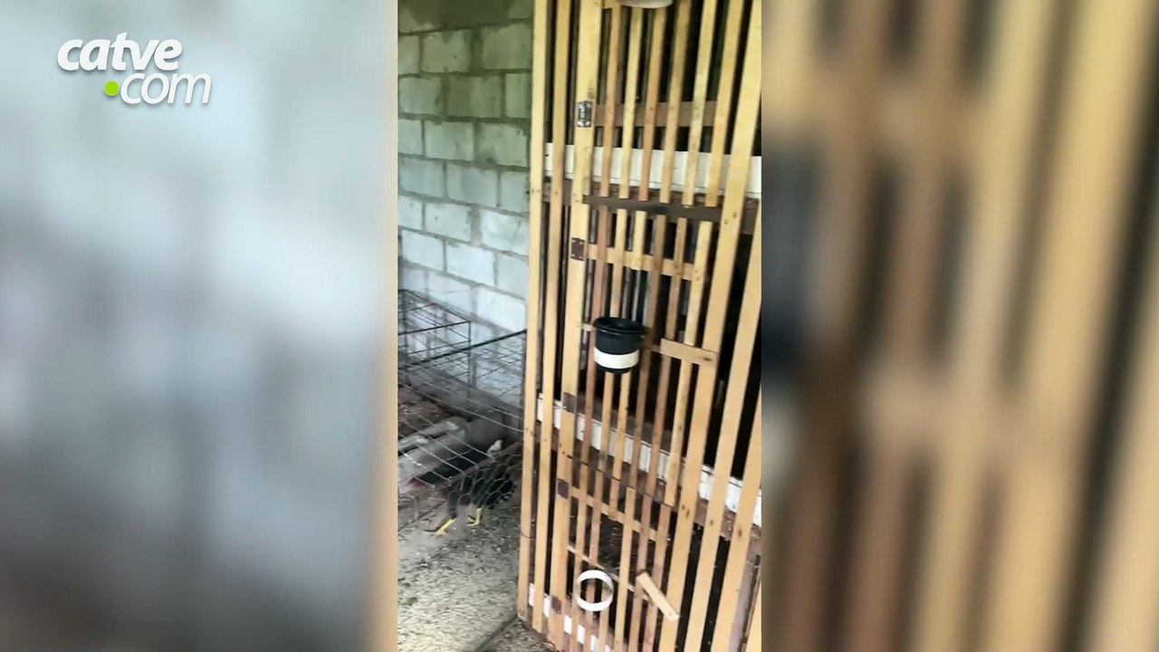 Polícia encerra rinha de galos e resgata 14 animais