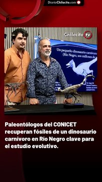 Paleontólogos del CONICET recuperan fósiles de un dinosaurio carnívoro en Río Negro clave para el estudio evolutivo.