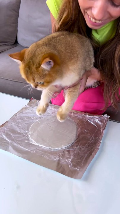 This Cat’s Revenge Was Personal 😼 (Part 1)