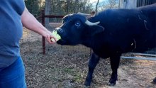 Water Buffalo Was So Lonely Until He Met His Sisters
