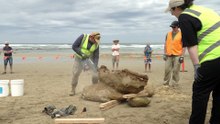 21 million year old whale fossil found in Queensland