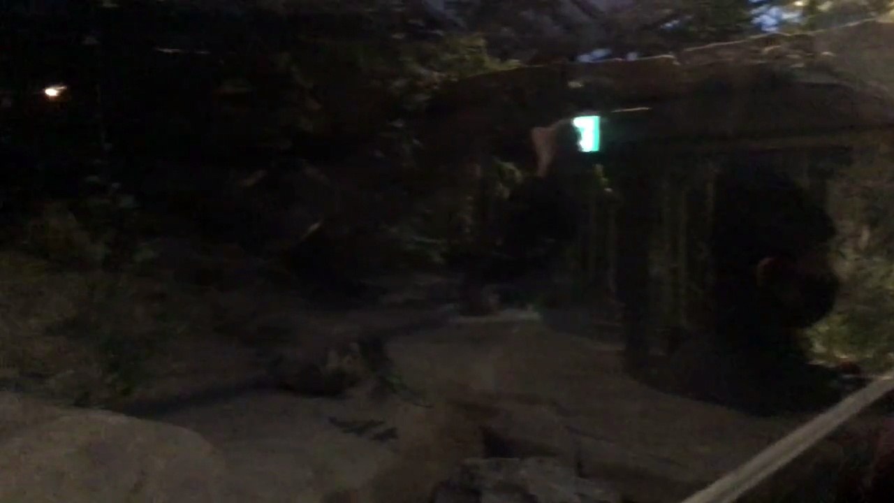 Female Manuls Chasing Each Other