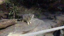 Manul Mother Az(left) and One of Her Daughters(right)