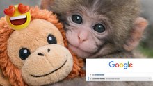 Punch the monkey, esto pasa si buscas al tierno mono en Google
