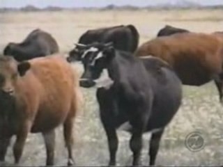 Phénomène des Mutilations animal