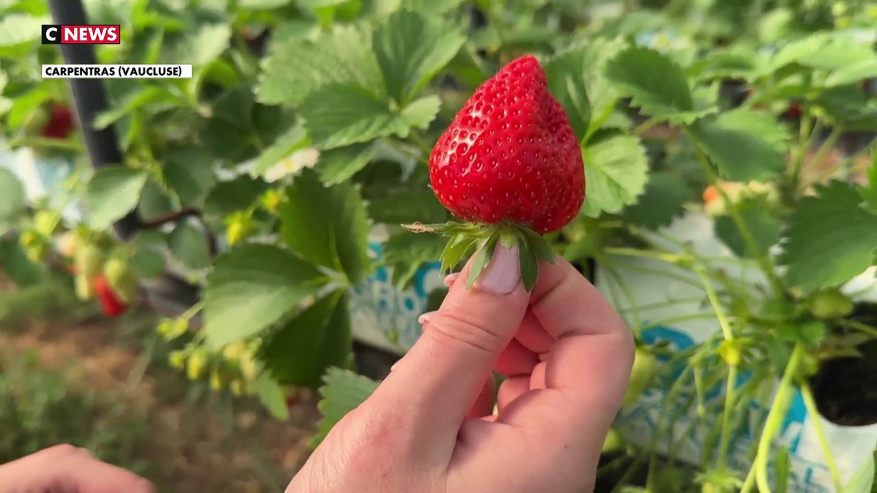 Coup d'envoi de la saison des fraises françaises