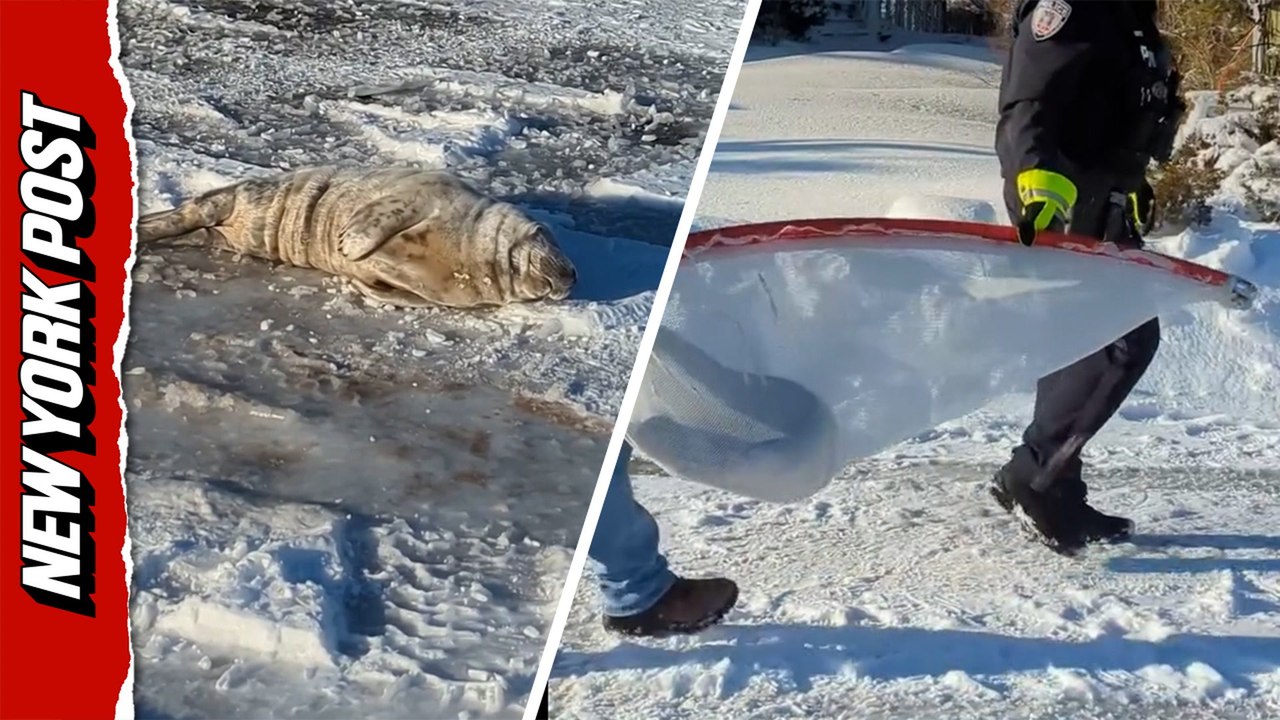 Sleeping baby seal rescued on Jersey Shore highway