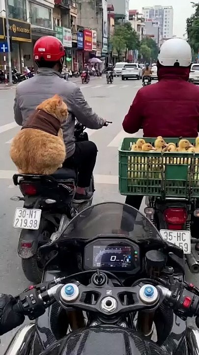 #AI #Cat Do not own anything that is not yours
