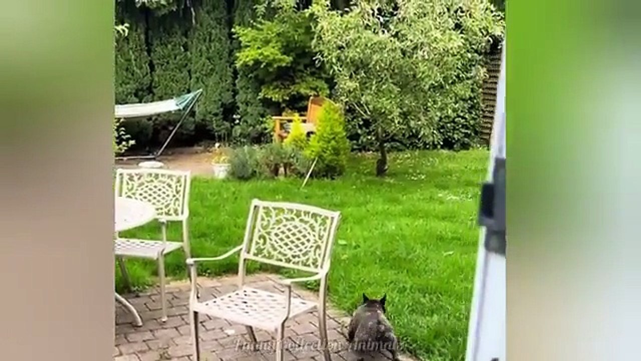 Funny Animal Videos 2026 Part 6