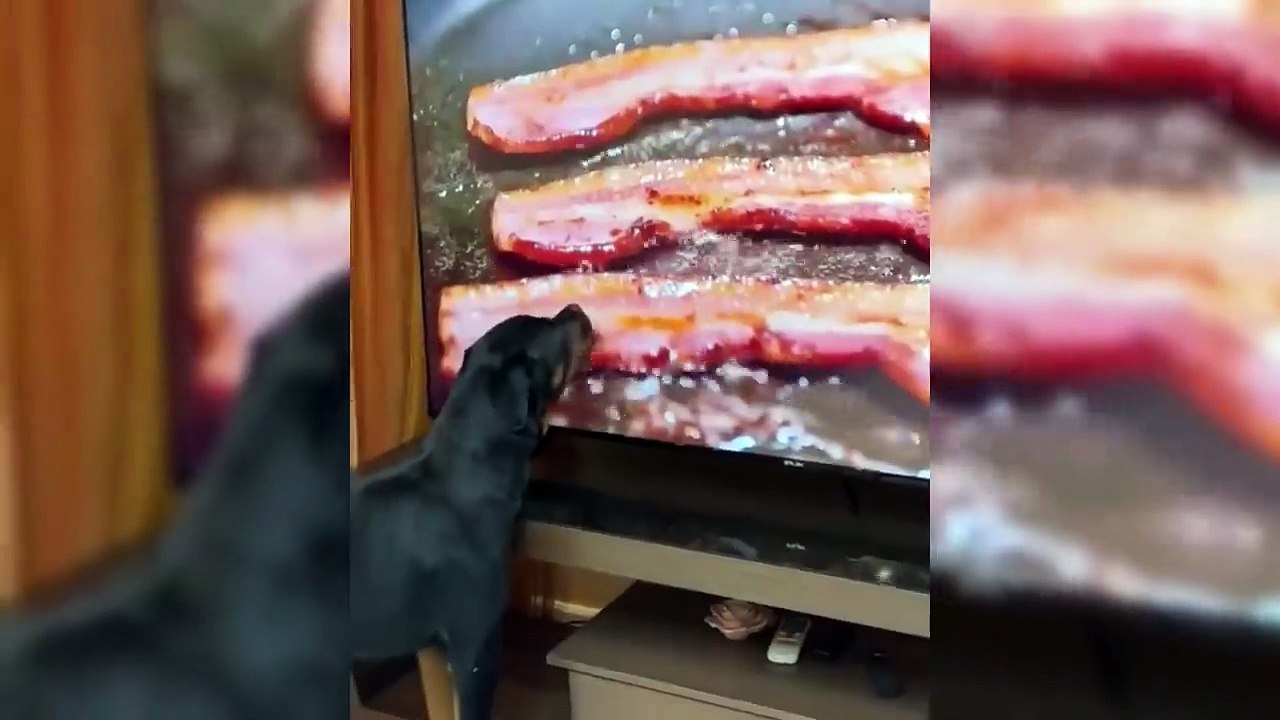 Funny Animal Videos 2026 Part 8