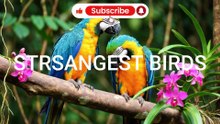 STRANGEST BIRDS