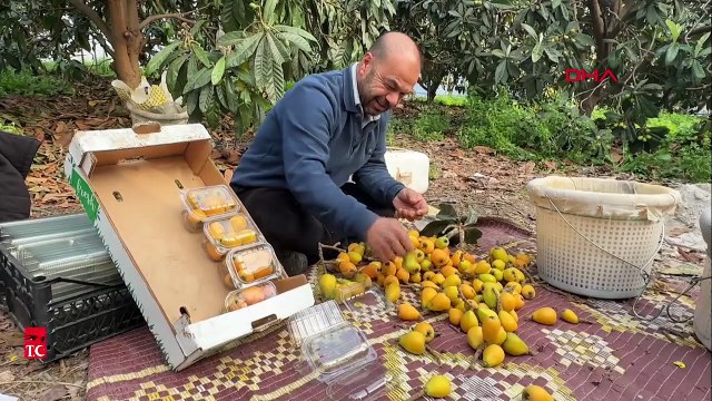 Mersin'de yılın ilk hasadı başladı: Kilosu 1.500 TL'den satılıyor