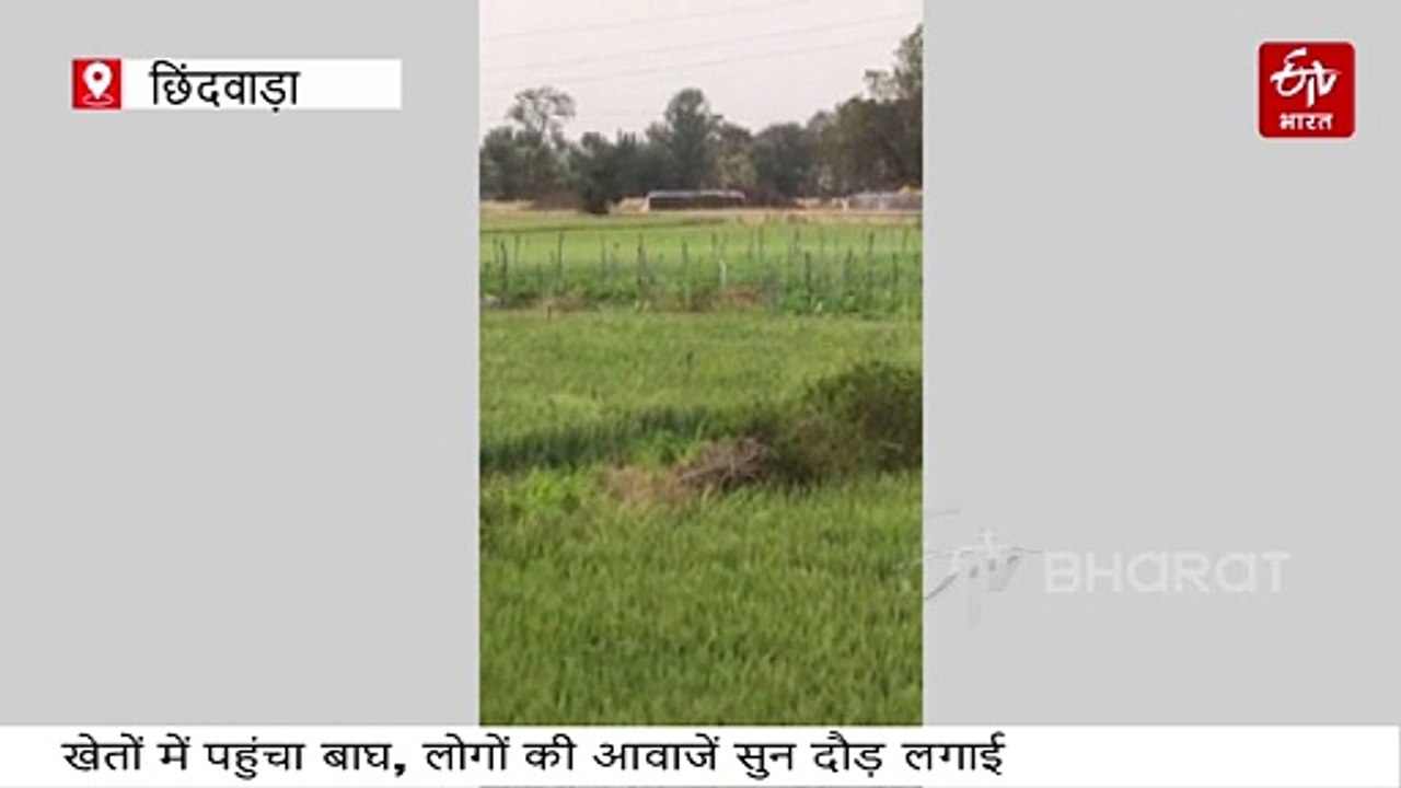 पेंच टाइगर रिजर्व से मॉर्निंग वॉक करने निकला बाघ, ग्रामीण उमड़े तो दुम दबाकर भागा