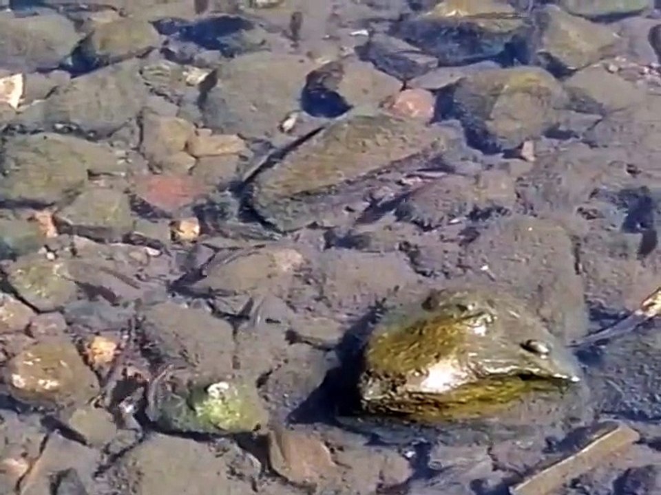 En el reflejo del agua, no ves el mundo... ves tu interior