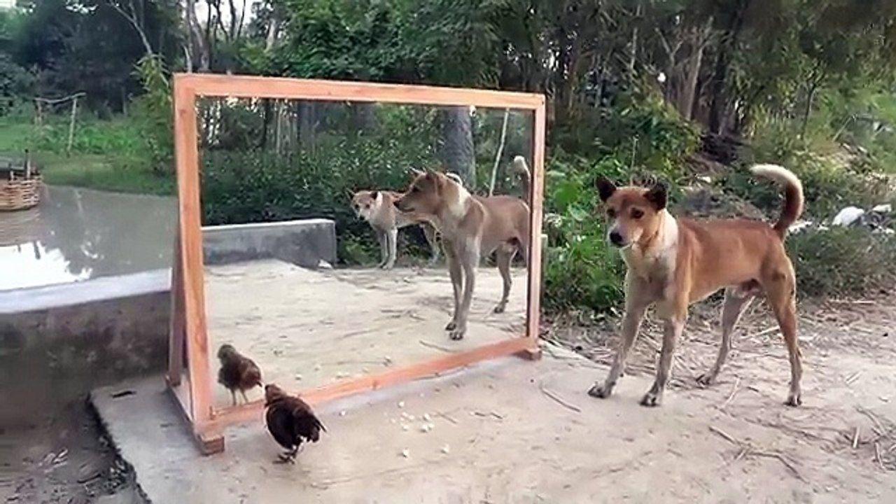 Funny Animal Videos Part 27