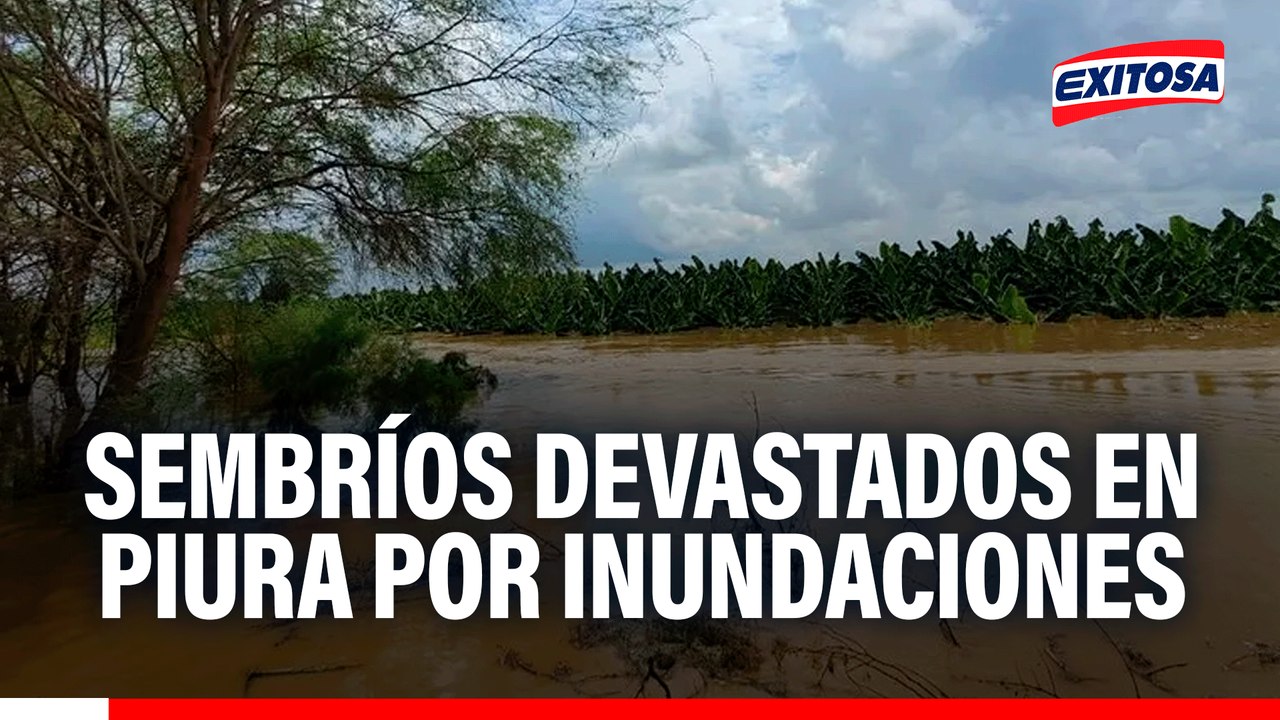 Sembríos devastados en Piura por desborde del río Chira y la falta de prevención de autoridades