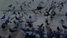 #piegon#güvercin