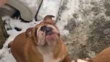 Two Enthusiastic Bulldogs Overlook The Snowball As It Strikes Another On The Head