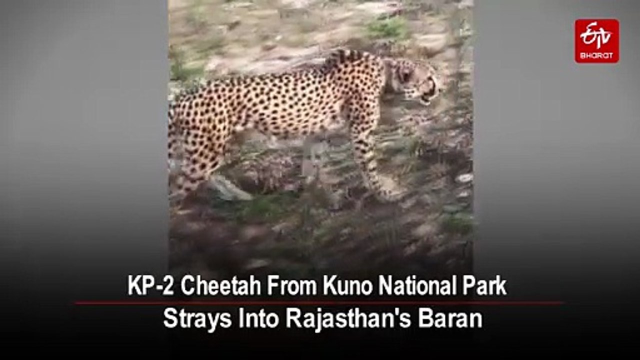 KP-2 Cheetah From Kuno National Park Strays Into Rajasthan's Baran, Forest Teams On Alert