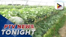 Strawberry farms in La Trinidad adapt elevated planting technique