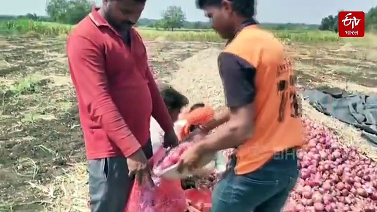 कांदा उत्पादक शेतकरी अडचणीत; पोत्यावरील मोदींच्या फोटोमुळं खतांचे भाव वाढले?