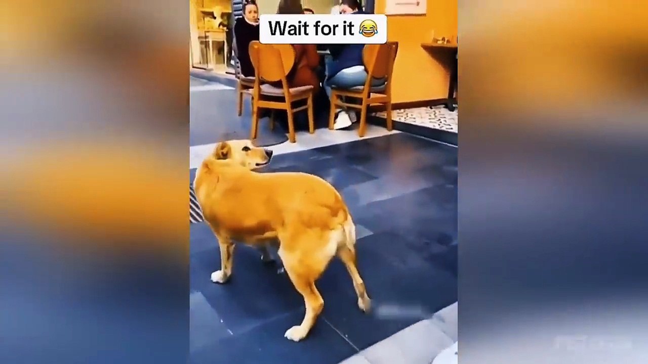 Funny Animal Videos 2026 Part 9