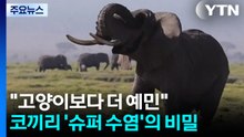 "고양이보다 더 예민"...코끼리 '슈퍼 수염'의 비밀 / YTN