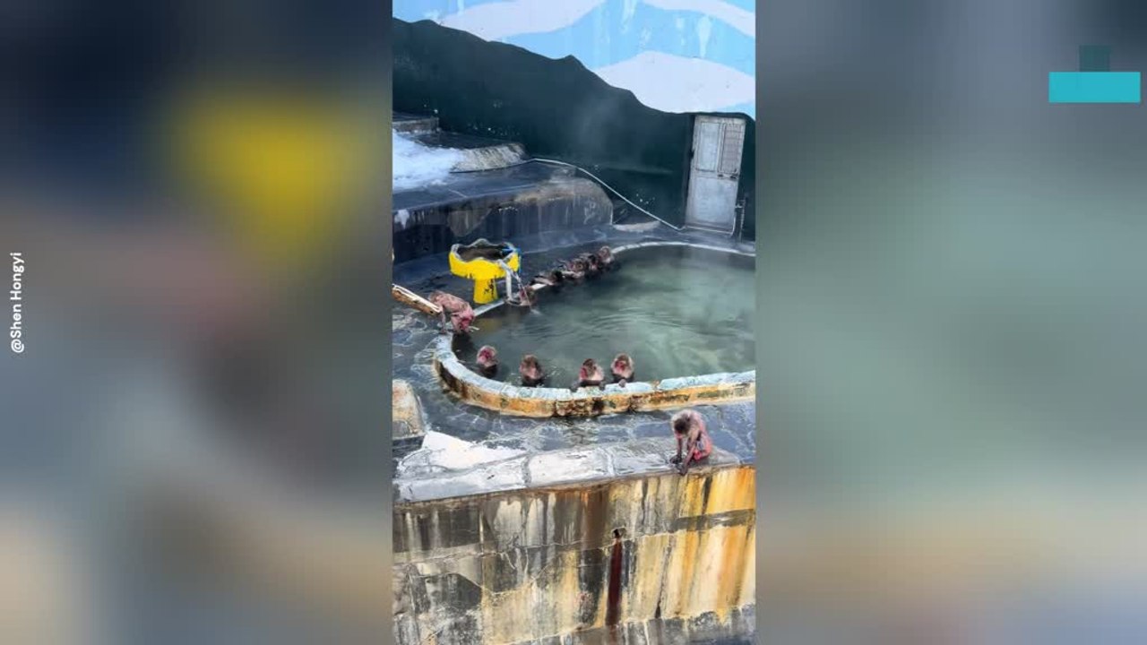 Monkeys Relax Together in Steaming Hot Spring
