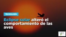 Eclipse solar alteró el comportamiento de las aves