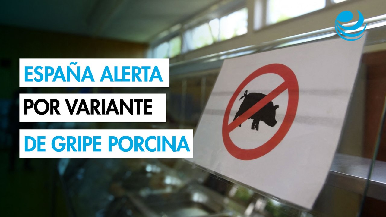 España alerta a la OMS de un virus de gripe porcina que podría haberse transmitido entre personas