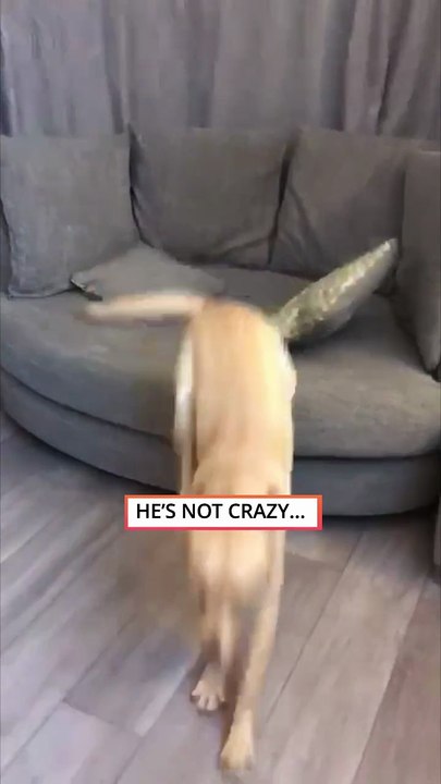 Dog Upset Dad Won’t Play With Him 😢🐶 || ViralID