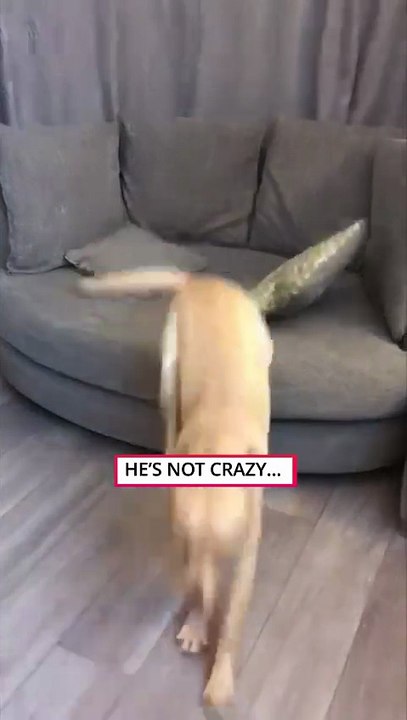 Dog Sad Dad Won’t Play 😢🐶 || ItsNowViral