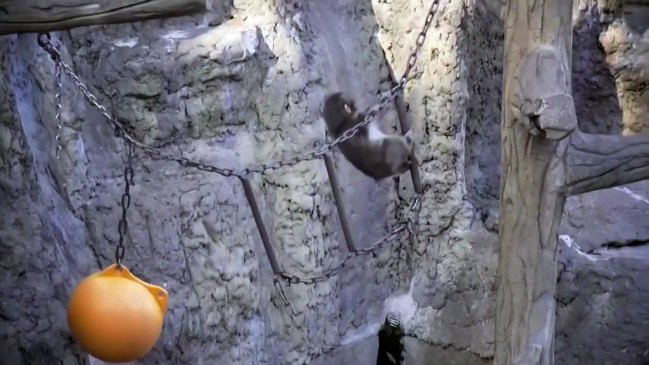 esta es la historia de punch, el macaco que conquisto al mundo con su mono de peluche _ nacho lozano.mp4