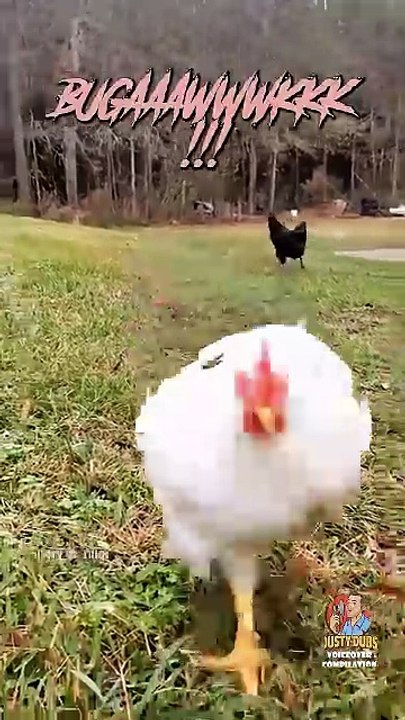 Funny Animal Videos 2026 Part 11
