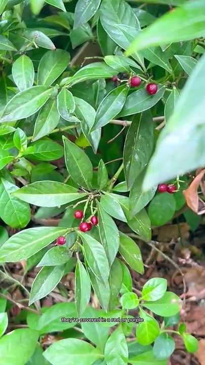 I Grew Coffee So I Could Drink It☕️ From Guatemala’s Plantation To Your Cup Coffee beans are actual