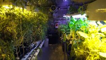 Australian Antarctic team yields haul of fresh produce with hydroponics