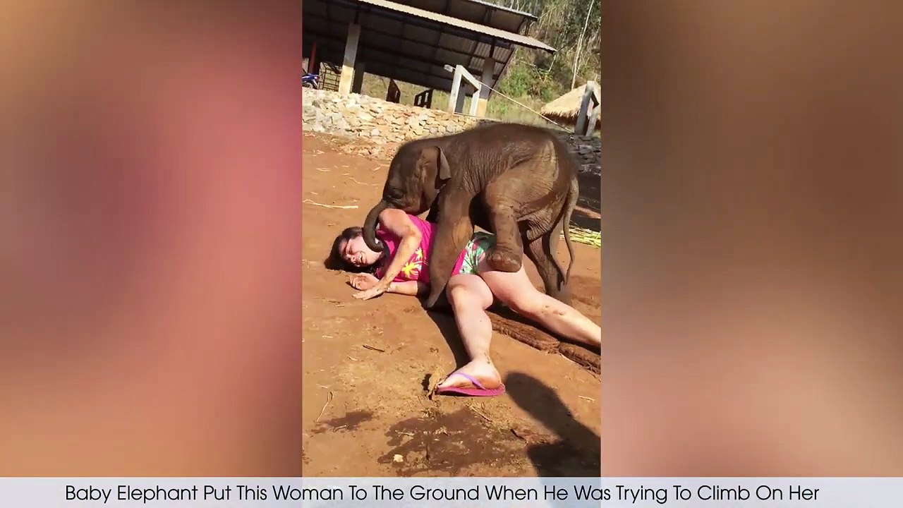 Funny Animal Videos 2026 Part 13