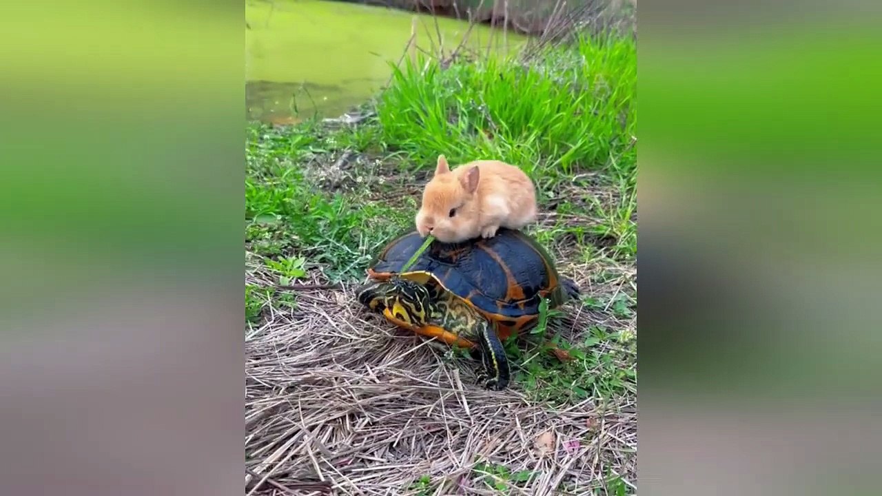 Funny Animal Videos 2026 Part 14