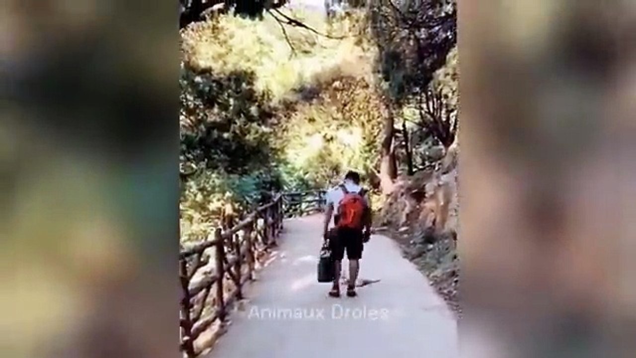 Funny Animal Videos 2026 Part 15