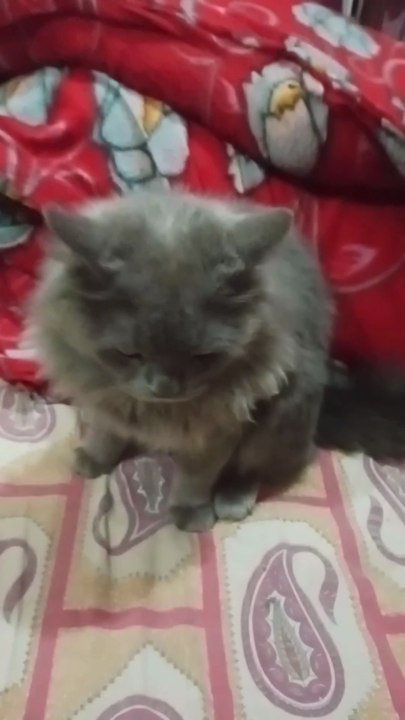 funny cat 😼😂#cat #funny #shorts