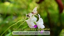 Nature's Most Beautiful Assassin: The Orchid Mantis | Belalang Sembah Anggrek: Pembunuh Terindah di Alam
