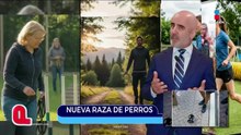Nueva raza de perros es descubierta | Qué Importa