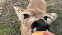 Hand Feeding Wild Deer 🦌 #deerpark (1)