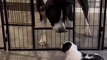 Watch how this dog teaches his pups discipline.