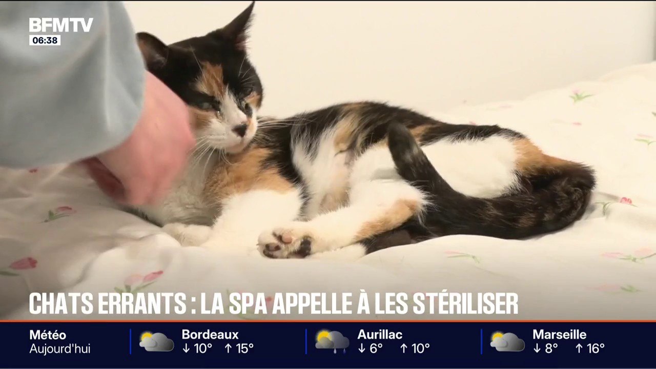 La SPA sensibilise sur la nécessité de stériliser les chats errants