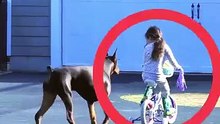 The Doberman： Loyalty Without Noise