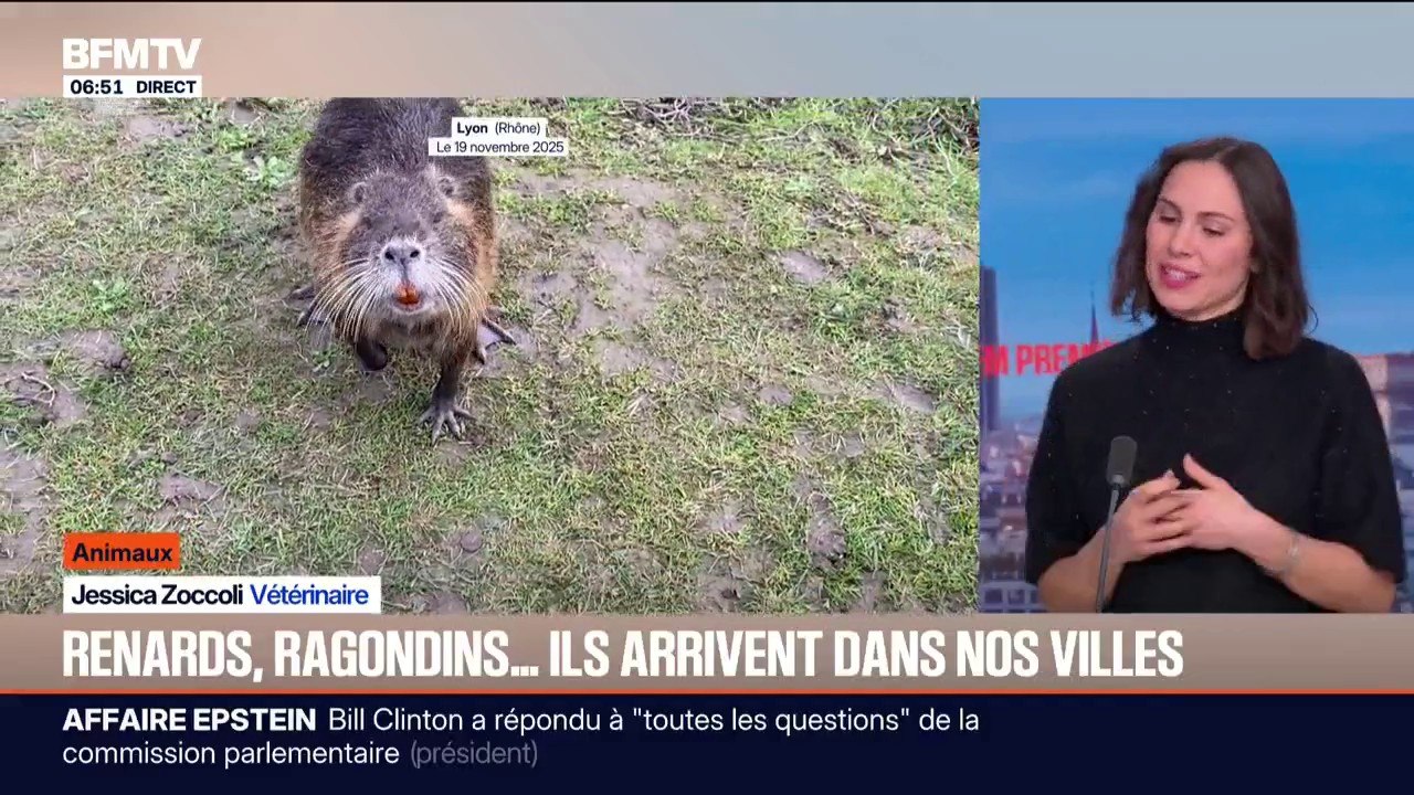 Renards, ragondins…Pourquoi sont-ils de plus en plus présents dans les villes