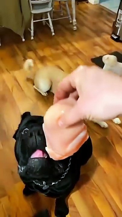 Big dog energy with puppy thoughts